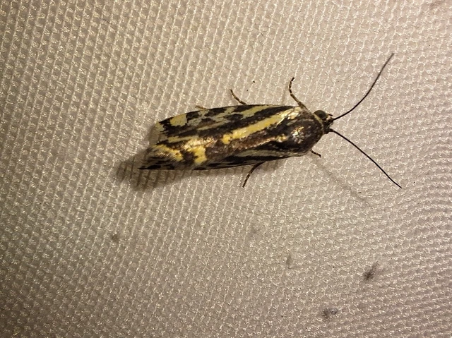 Emmelia trabealis - zebrabagoly