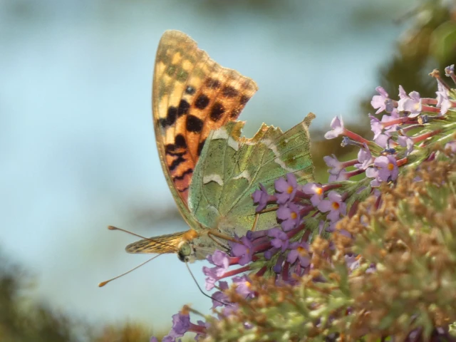 Argynnis pandora - zöldes gyöngyházlepke Argynnis pandora - zöldes gyöngyházlepke
