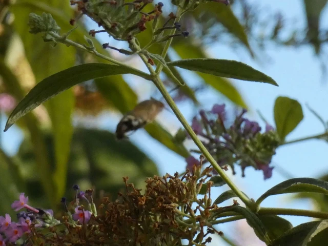 Macroglossum stellatarum - kacsafarkú szender