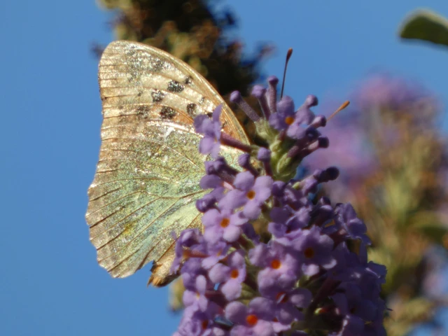 Argynnis pandora - zöldes gyöngyházlepke Argynnis pandora - zöldes gyöngyházlepke
