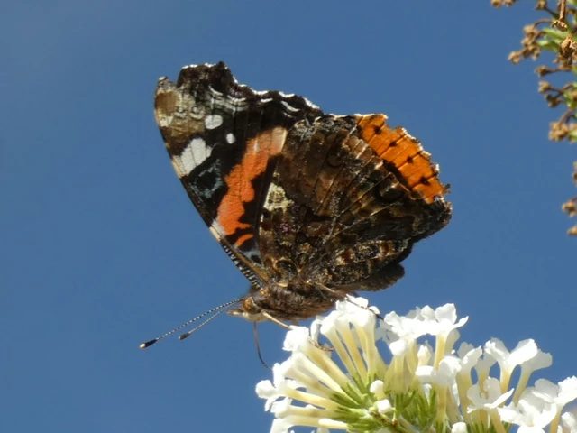 Vanessa atalanta - atalantalepke