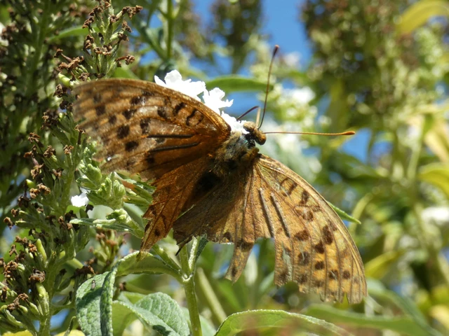 Argynnis pandora - zöldes gyöngyházlepke Argynnis pandora - zöldes gyöngyházlepke
