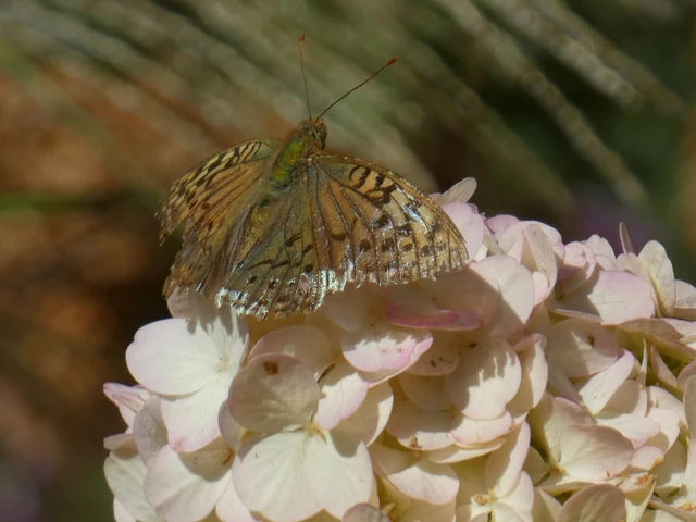 Argynnis pandora - zöldes gyöngyházlepke Argynnis pandora - zöldes gyöngyházlepke