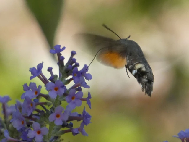 Macroglossum stellatarum - kacsafarkú szender