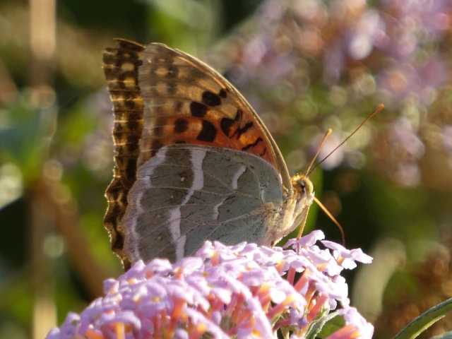 Argynnis pandora - zöldes gyöngyházlepke Argynnis pandora - zöldes gyöngyházlepke