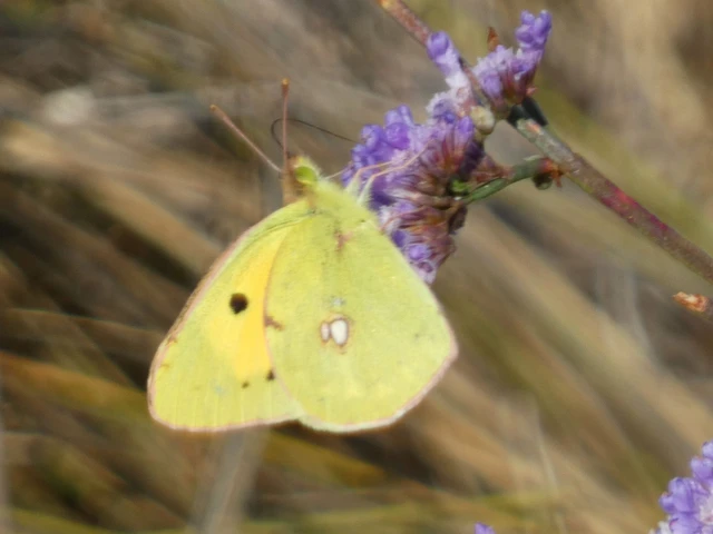 Colias croceus - sáfránylepke