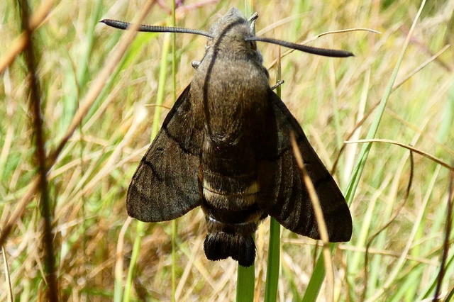 Macroglossum stellatarum - kacsafarkú szender