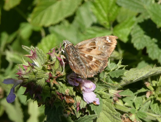 Carcharodus alceae - mályva-busalepke