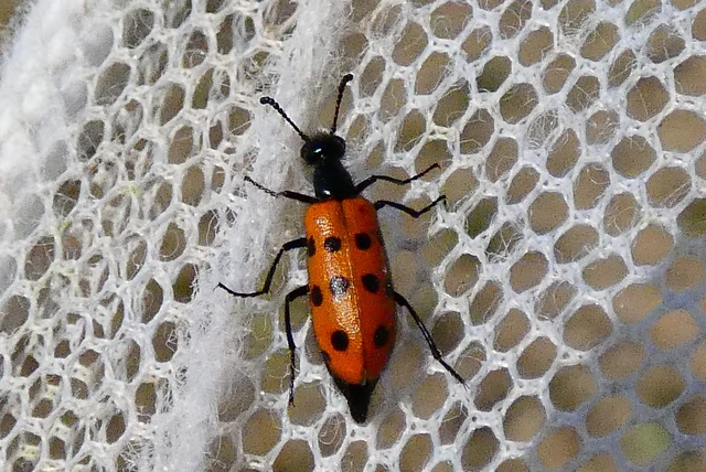 Mylabris crocata - pettyes hólyaghúzó