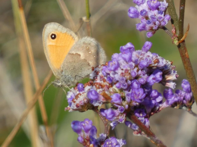Coenonympha pamphilus - kis szénalepke Coenonympha pamphilus - kis szénalepke