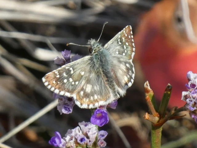Pyrgus armoricanus - feles busalepke