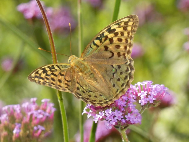Argynnis pandora - zöldes gyöngyházlepke Argynnis pandora - zöldes gyöngyházlepke