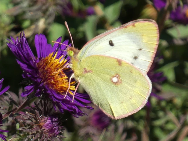 Colias croceus - sáfránylepke Colias croceus - sáfránylepke