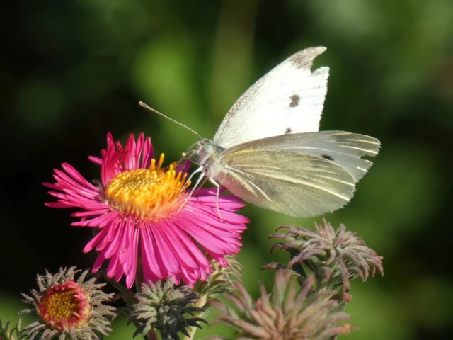 Pieris rapae - répalepke Pieris rapae - répalepke
