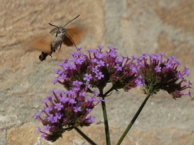 Macroglossum stellatarum - kacsafarkú szender