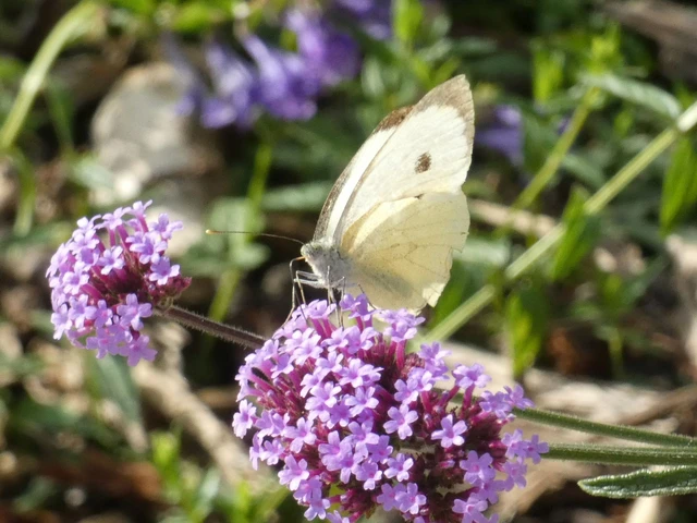 Pieris brassicae - káposztalepke Pieris brassicae - káposztalepke