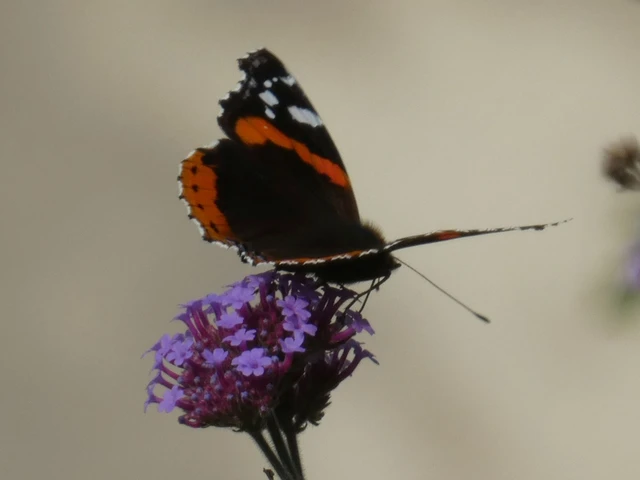 Vanessa atalanta - atalantalepke