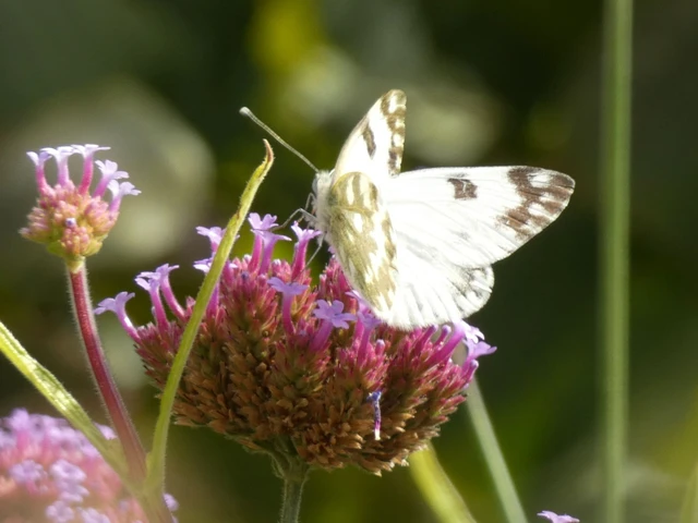 Pontia edusa - rezedalepke Pontia edusa - rezedalepke