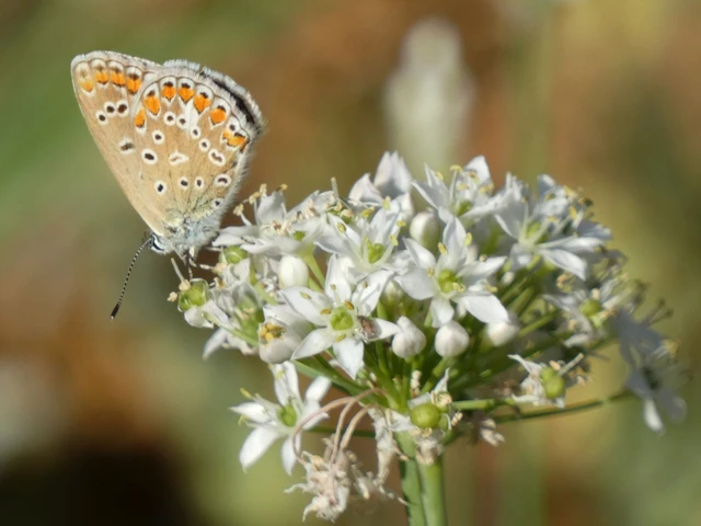 Polyommatus icarus - közönséges boglárka Polyommatus icarus - közönséges boglárka