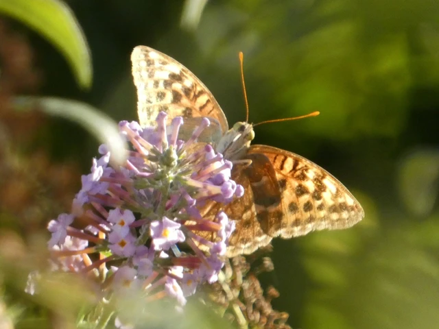 Argynnis pandora - zöldes gyöngyházlepke Argynnis pandora - zöldes gyöngyházlepke