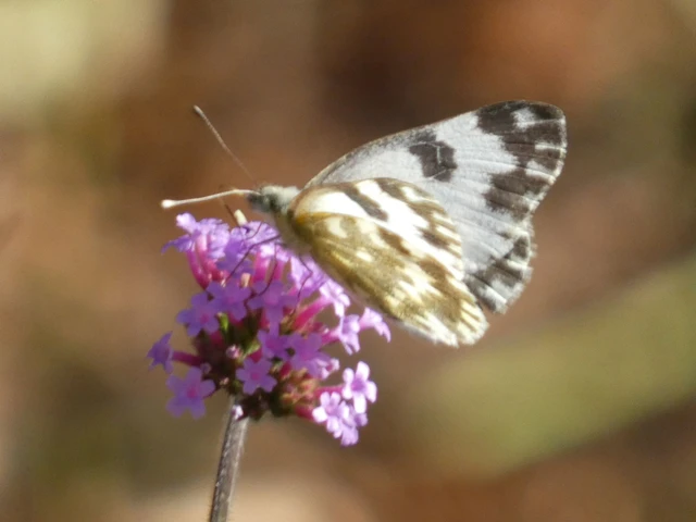 Pontia edusa - rezedalepke Pontia edusa - rezedalepke