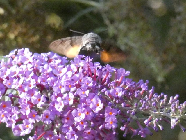 Macroglossum stellatarum - kacsafarkú szender