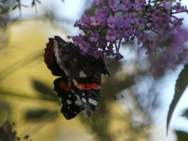 Vanessa atalanta - atalantalepke