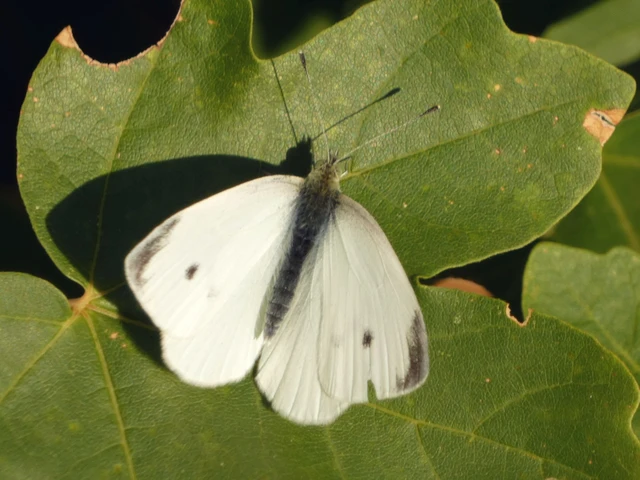 Pieris rapae - répalepke Pieris rapae - répalepke