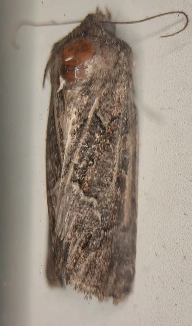Thalpophila matura - fakó erdeibagoly