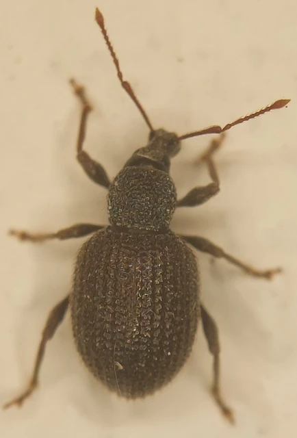 Otiorhynchus rugosostriatus - szamóca-gyalogormányos
