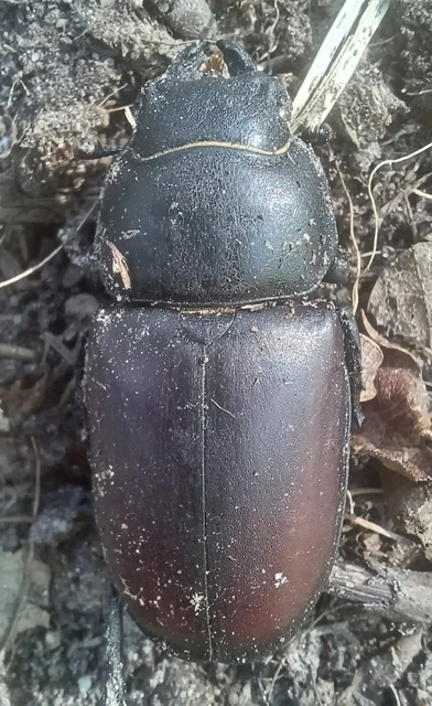 Lucanus cervus - nagy szarvasbogár