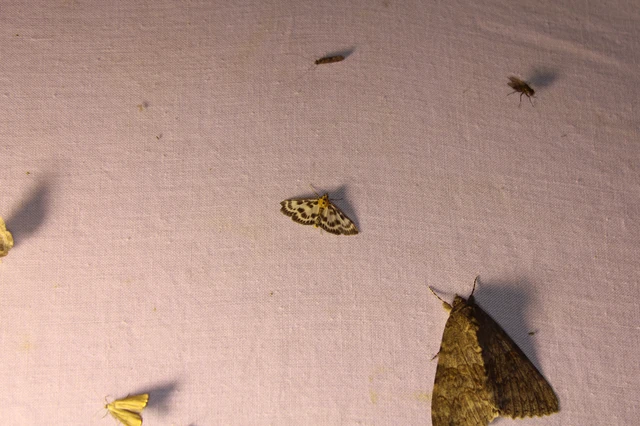 Anania hortulata - tarka csalánmoly