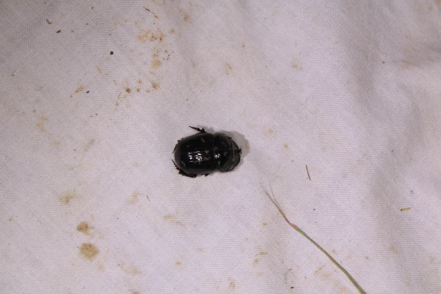 Copris lunaris - közönséges holdszarvú-ganéjtúró