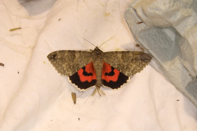 Catocala nupta - piros övesbagoly Catocala nupta - piros övesbagoly