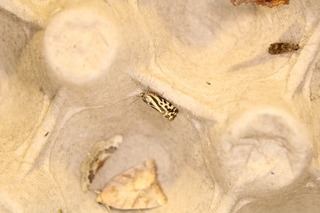 Emmelia trabealis - zebrabagoly