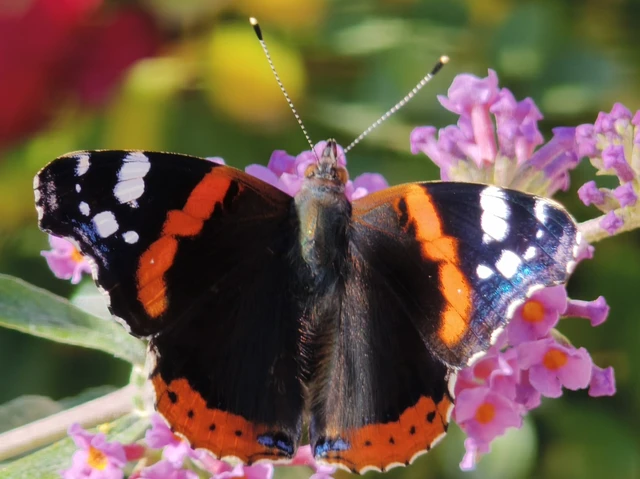 Vanessa atalanta - atalantalepke