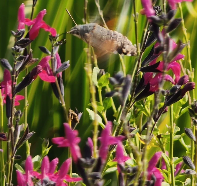Macroglossum stellatarum - kacsafarkú szender