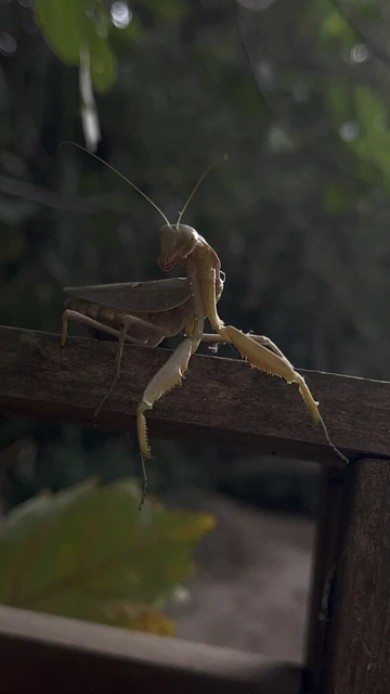 Hierodula tenuidentata - óriás ázsiai imádkozósáska