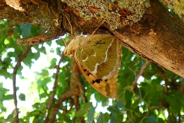 Argynnis pandora - zöldes gyöngyházlepke Argynnis pandora - zöldes gyöngyházlepke
