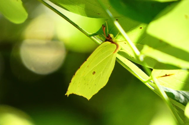 Gonepteryx rhamni - citromlepke Gonepteryx rhamni - citromlepke