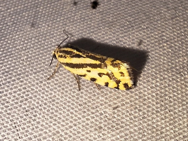 Emmelia trabealis - zebrabagoly