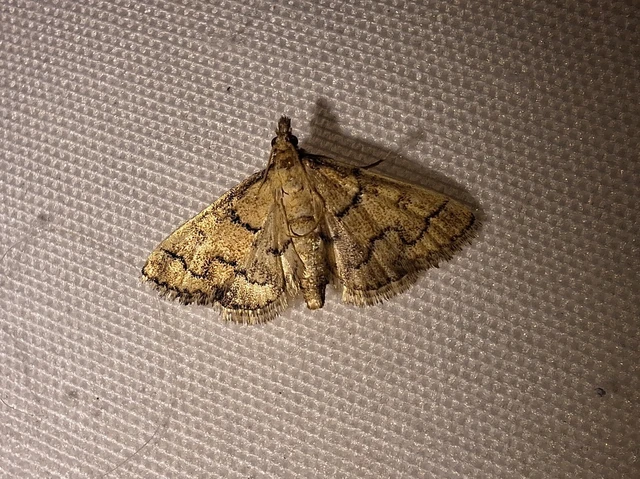 Metasia ophialis - kígyósávos tűzmoly