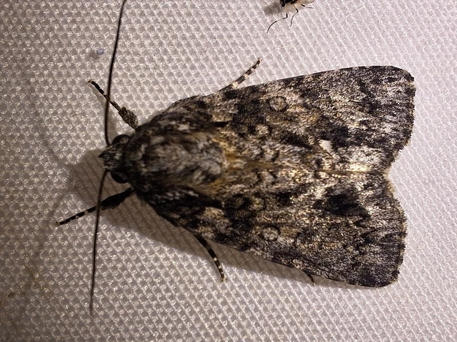 Acronicta rumicis - sóska-szigonyosbagoly