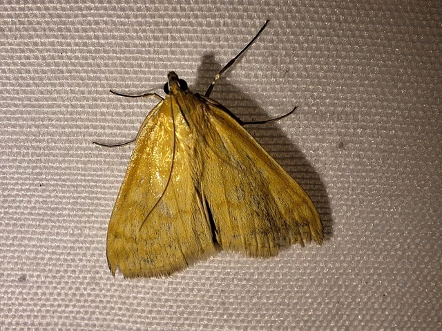 Sitochroa verticalis - világossárga dudvamoly