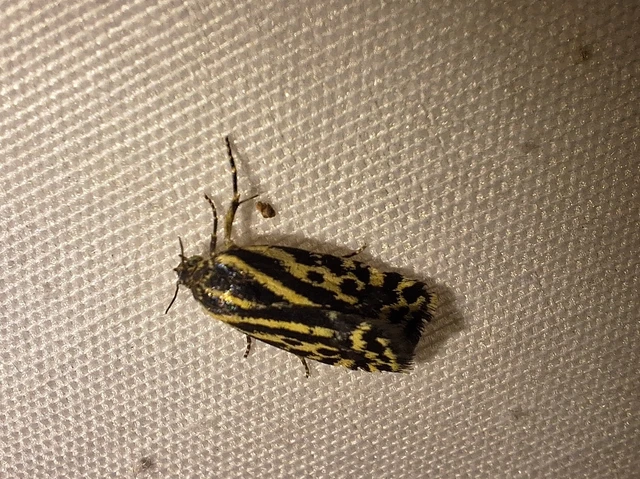 Emmelia trabealis - zebrabagoly