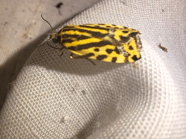 Emmelia trabealis - zebrabagoly