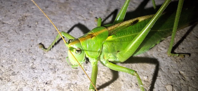 Tettigonia viridissima - zöld lombszöcske