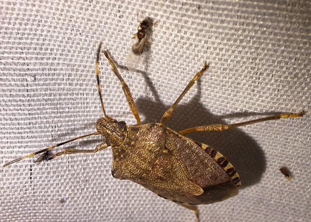 Halyomorpha halys - ázsiai márványospoloska
