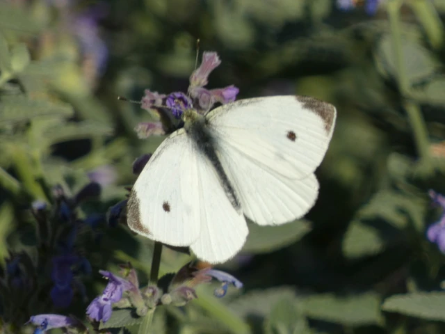 Pieris rapae - répalepke Pieris rapae - répalepke