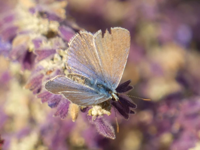 Polyommatus icarus - közönséges boglárka Polyommatus icarus - közönséges boglárka